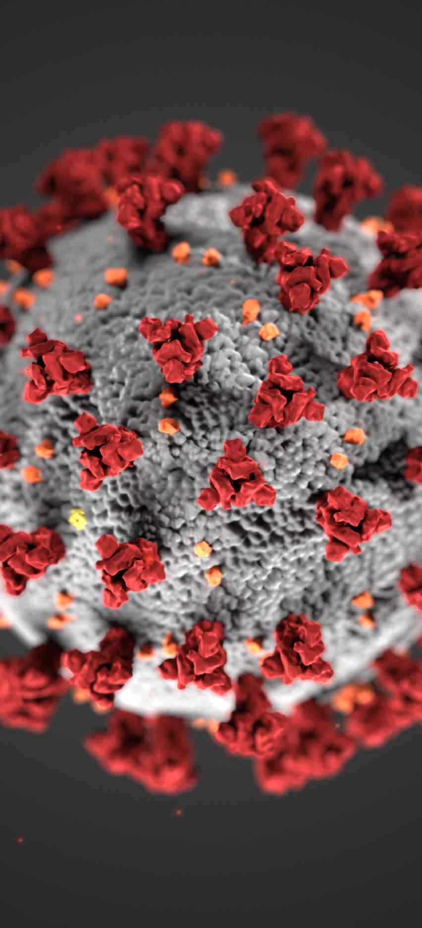 Il Coronavirus al microscopio